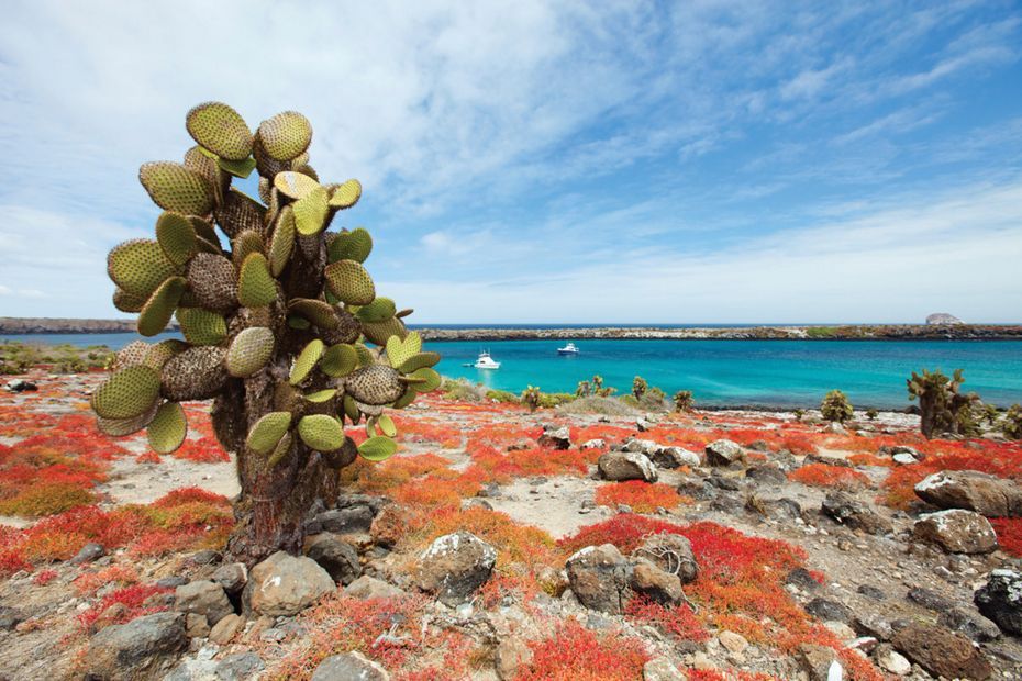 361757plazas sur silversea galapagos cruise south plaza island1