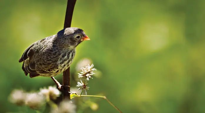 474656darwins finch  galpagos islands