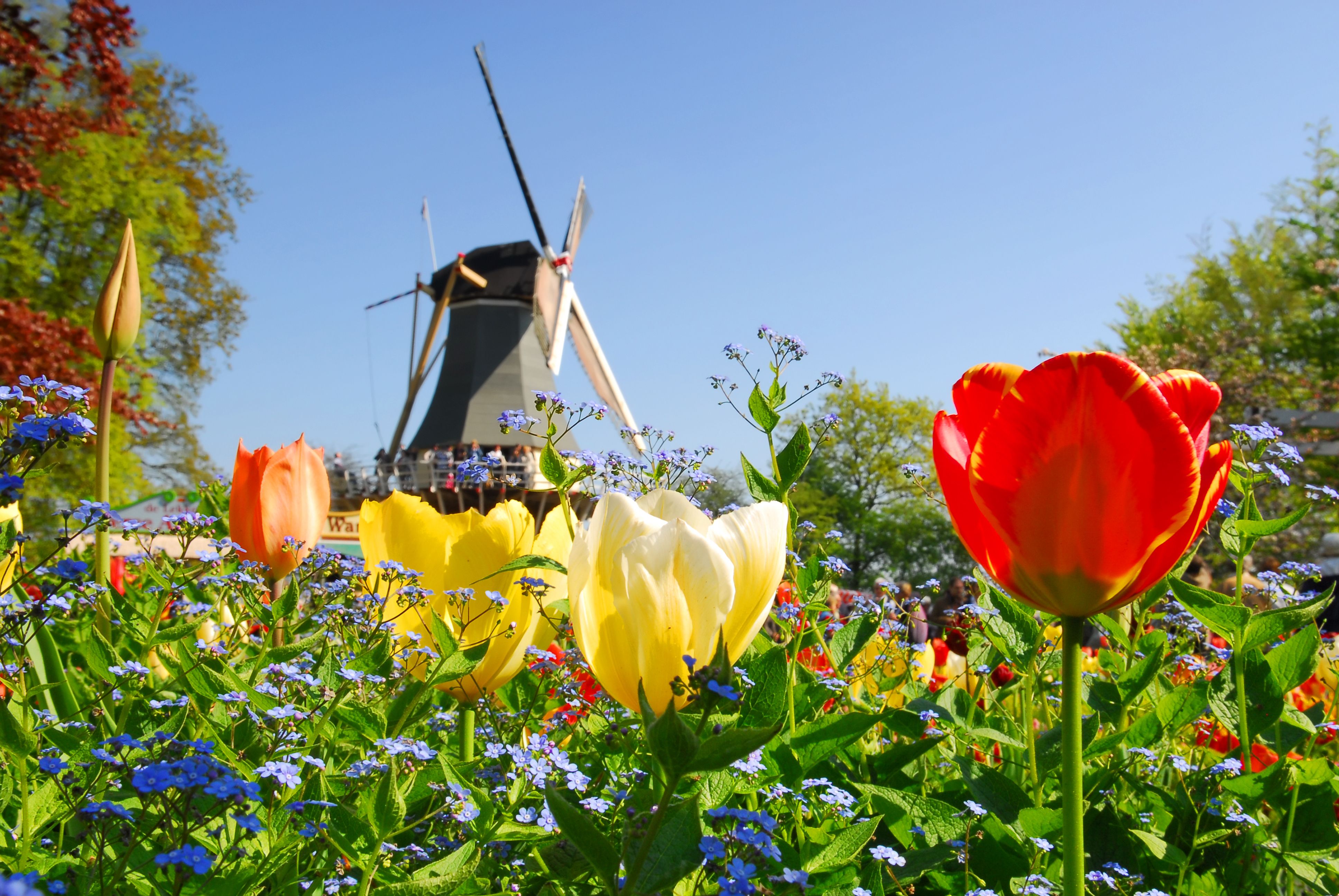 525031nl keukenhof gardens tulips and dutch windmill rf ss29151274 ff321b24 f470 42c0 a3b2 32105b432e18 3